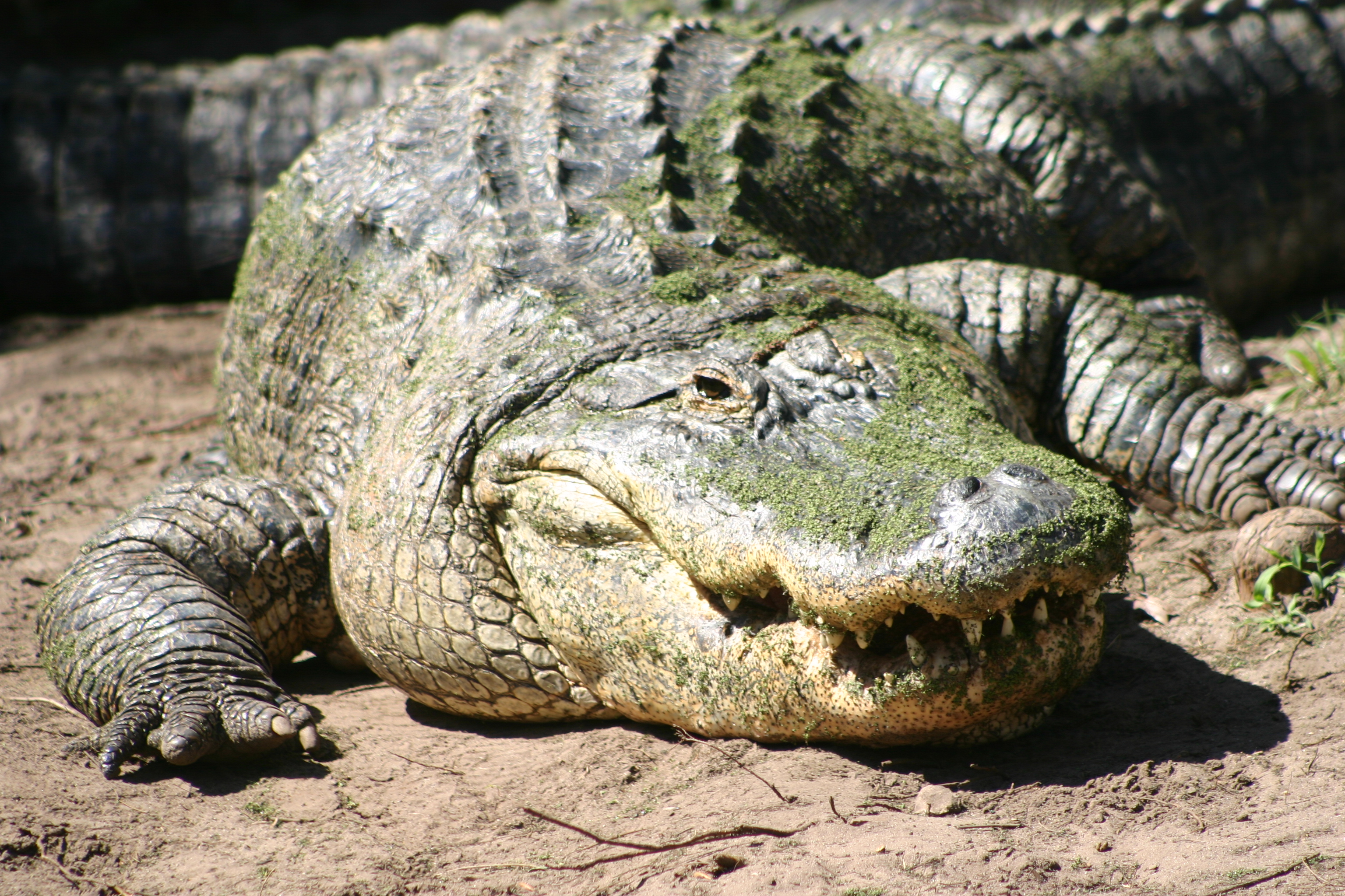 Alligator Cocomelon Colour By Numbers