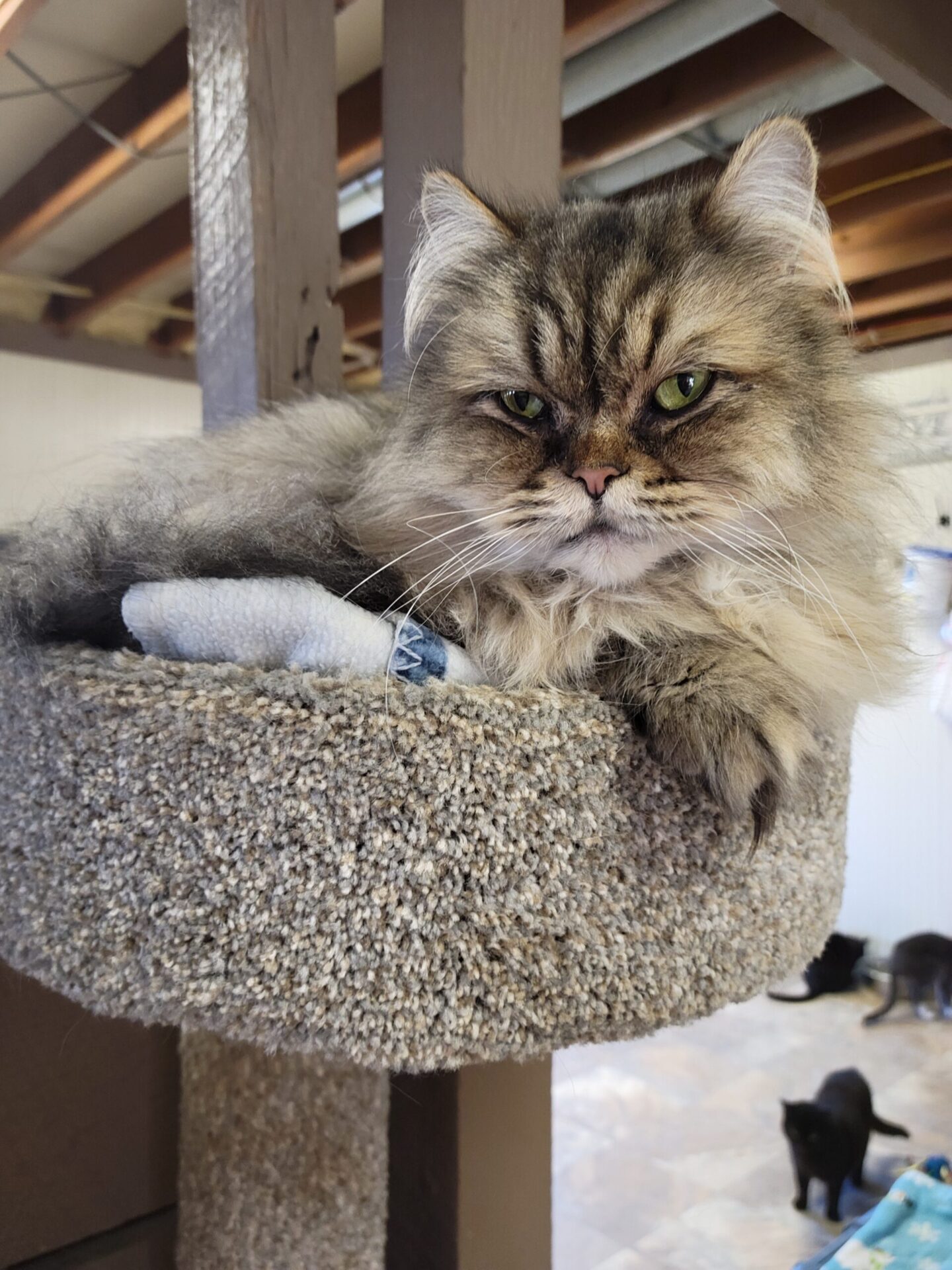 Simba El Kitty, 2-Ass.
