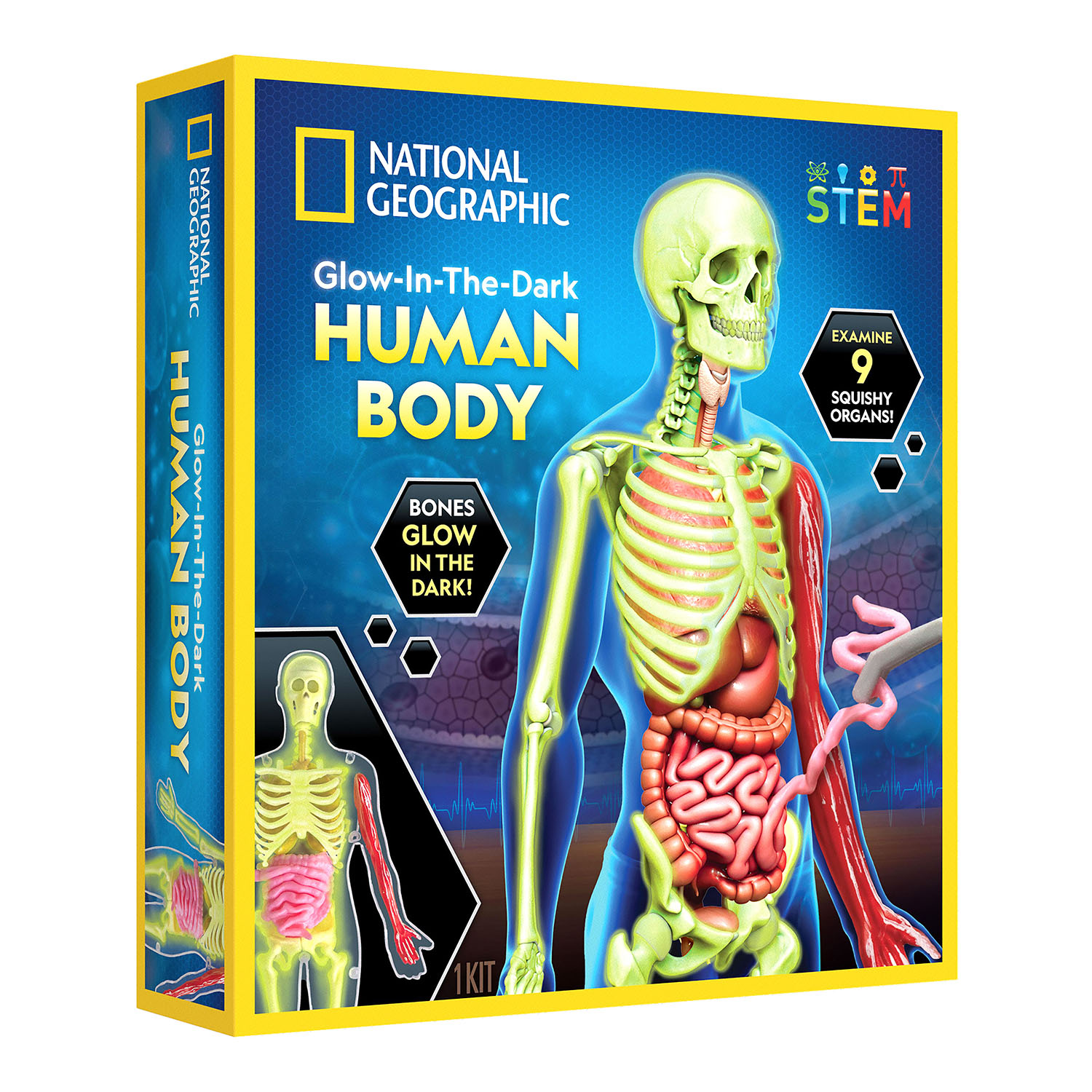 NG GLOW-IN-THE-DARK HUMAN BODY