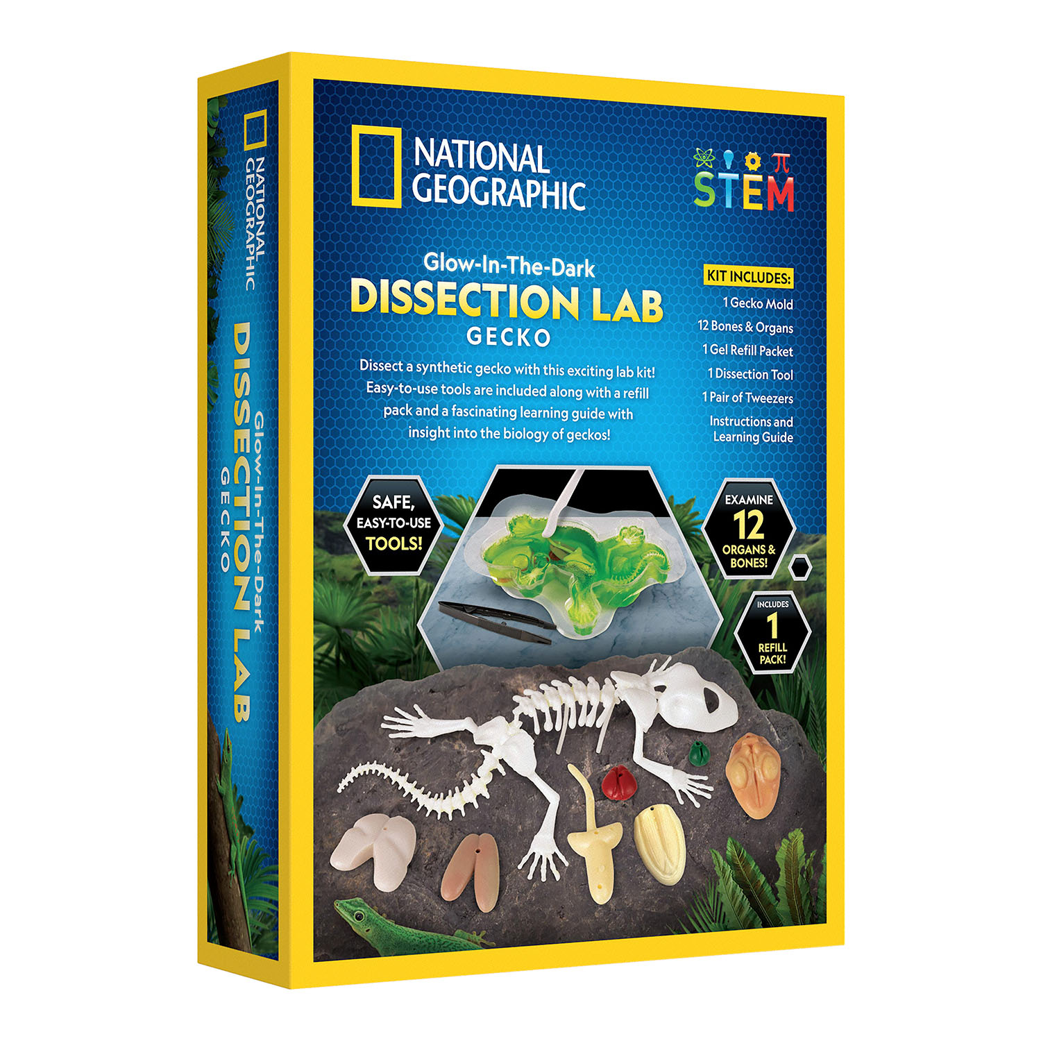 NG GLOW-IN-THE-DARK GECKO DISSECTION LAB