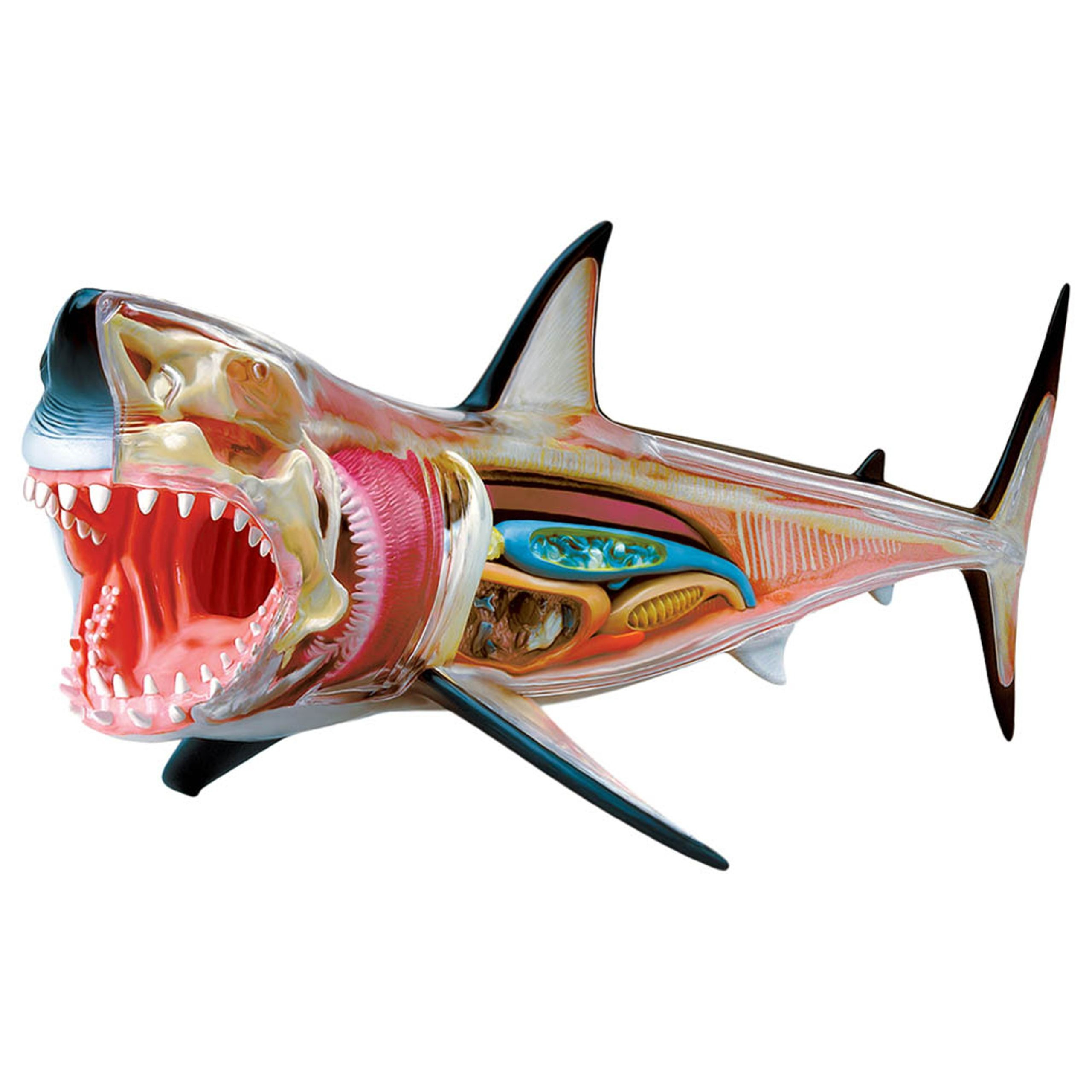 4D GREAT WHITE SHARK ANATOMY