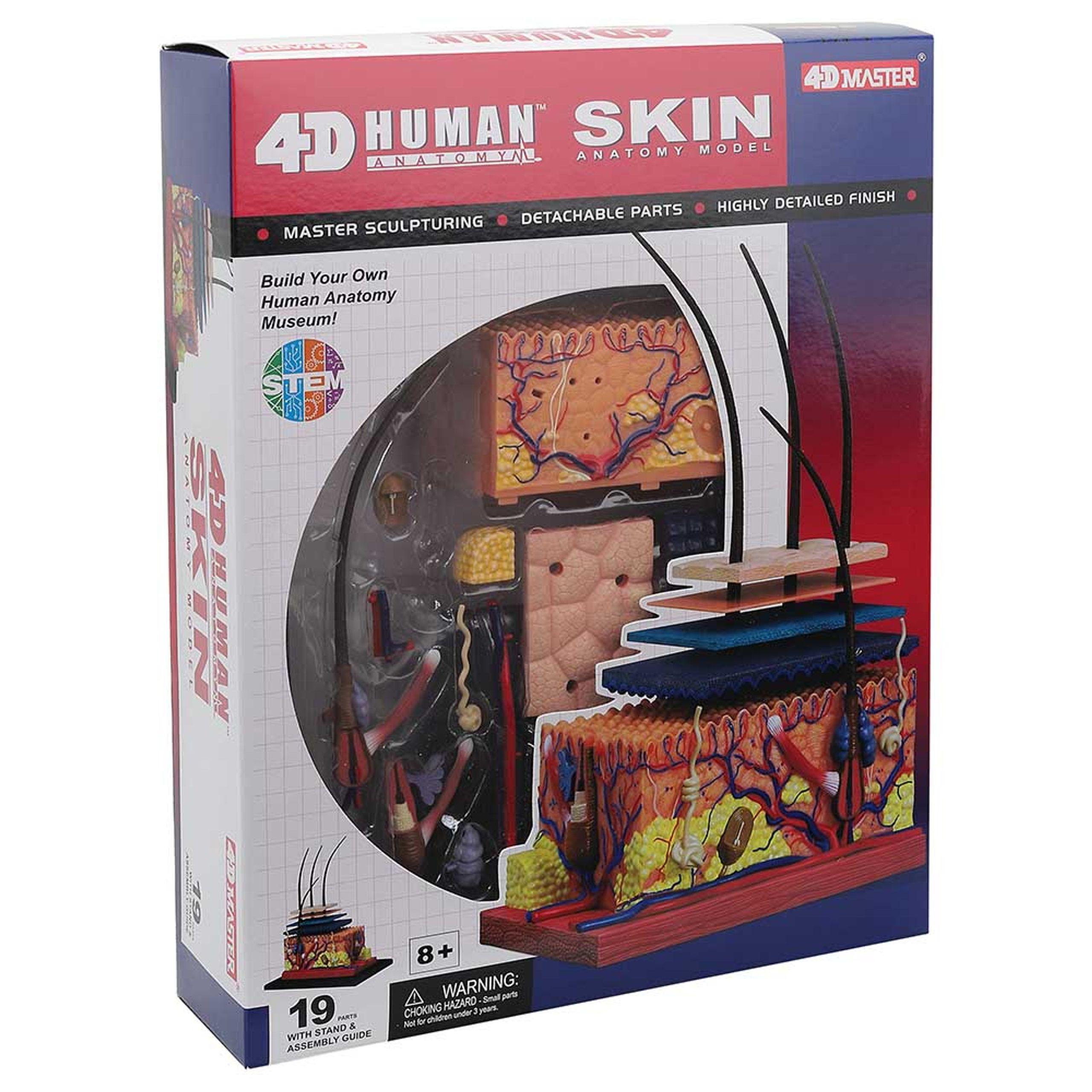 4D HUMAN ANATOMY-SKIN SECTION