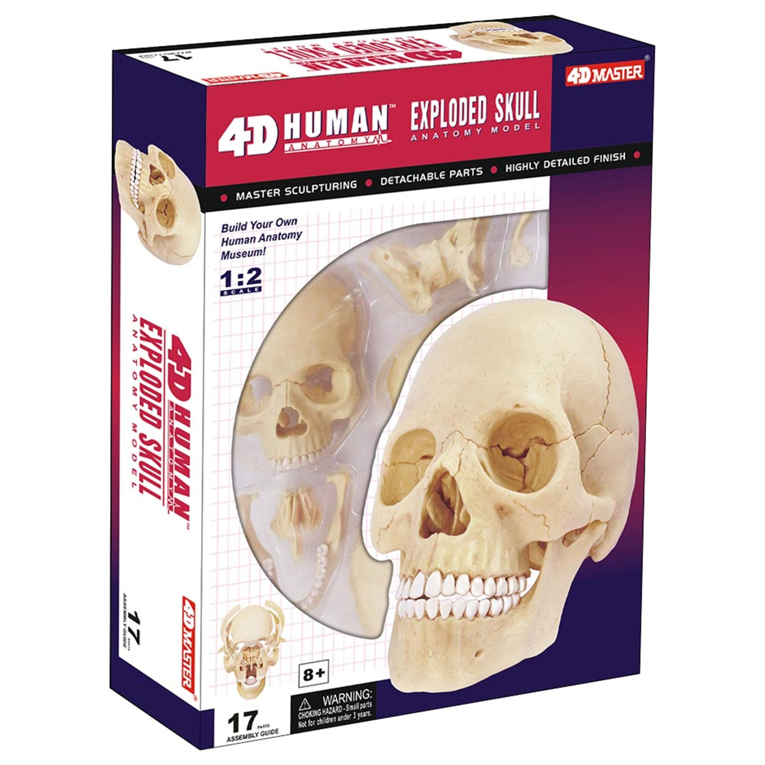 HUMAN ANATOMY SKULL MODEL
