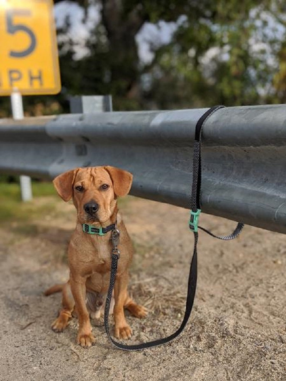 Doog Clip - It Neoprene Dog Lead - Pongo | Unitedpetworld.Com