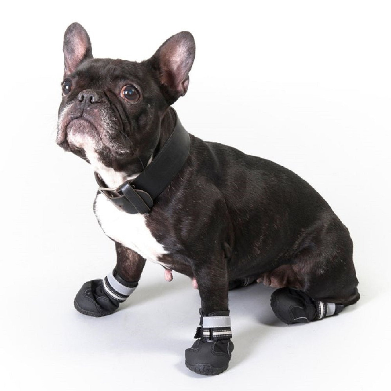 Pawz Disposable Rubber Dog Boots Black | Unitedpetworld.Com