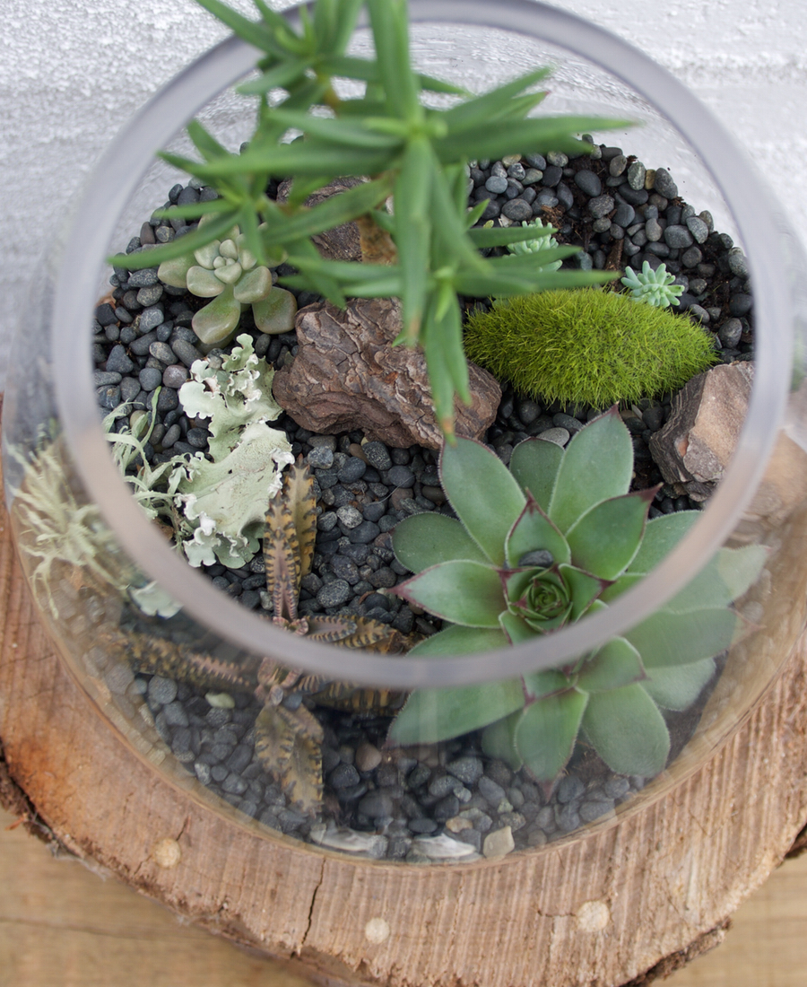 Glass Terrarium with Succulents