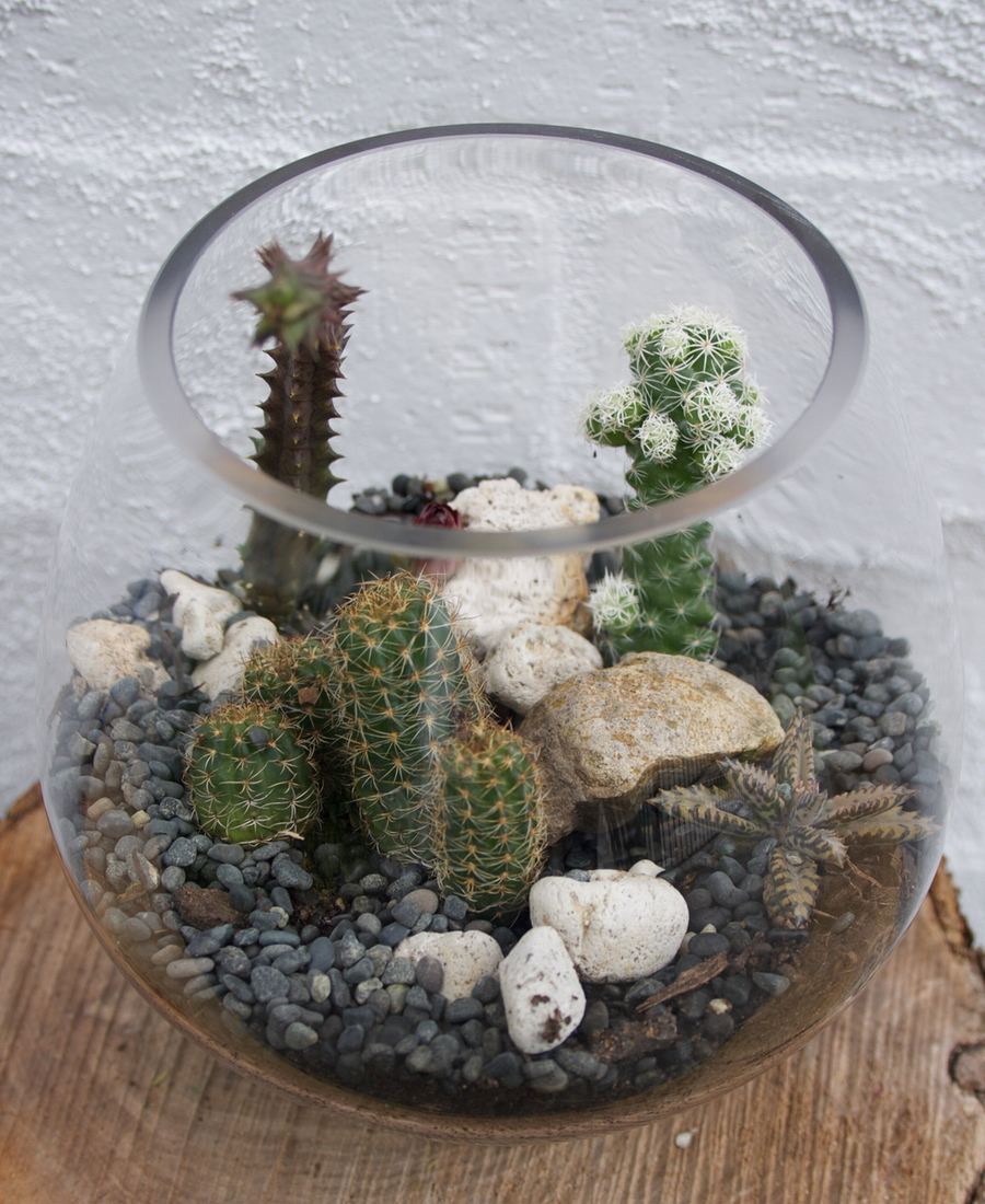 Terrarium of Cactus