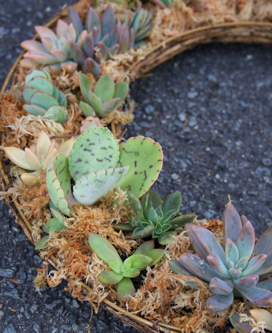 Living Wreath of mixed succulents