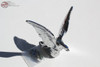 Chrome American Eagle Novelty Hood Ornament Custom Truck Chevy Hot Rat Rod New