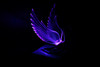 Flying Swan 40'S 50'S Hood Ornament Custom Hot Rod Truck Clear Wings Purple Led