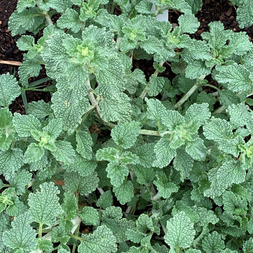 Horehound