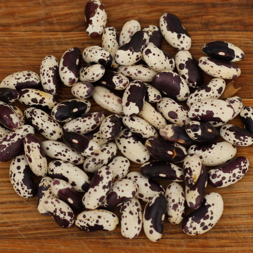 Black Troot Beans