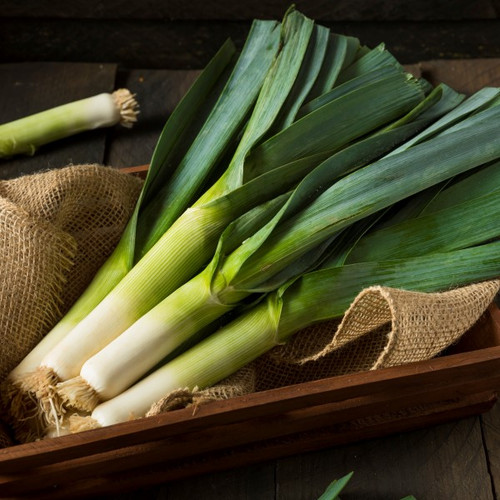Dawn Giant Leek
