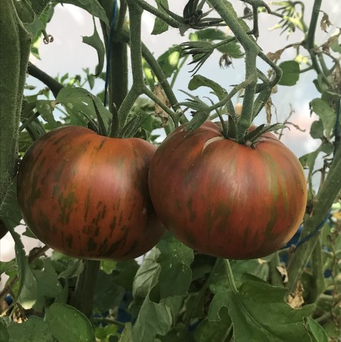 Vintage Wine Tomato