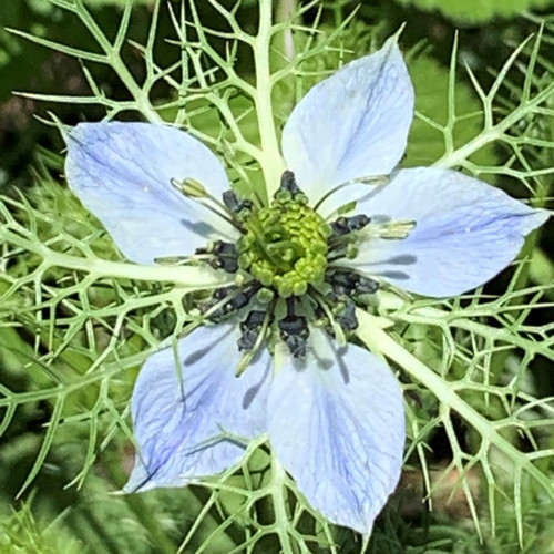 Nigella or Black Seed
