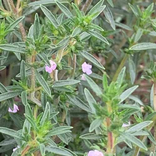 Summer Savory