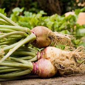 Laurentian Rutabaga