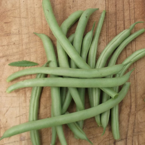 Eliminator Bush Beans