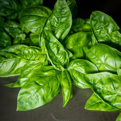 Italian Large Leaved Basil