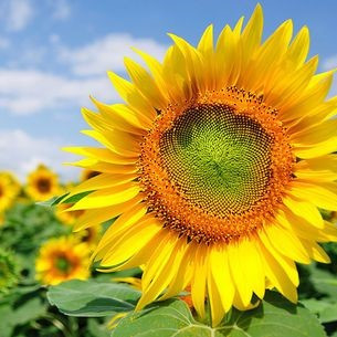 Tarahumara White Seeded Sunflower