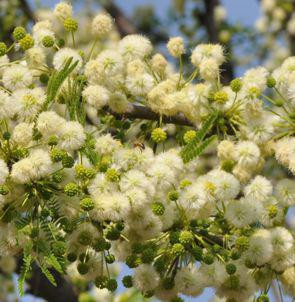 Broadpod Robust Thorn - Vachellia robusta