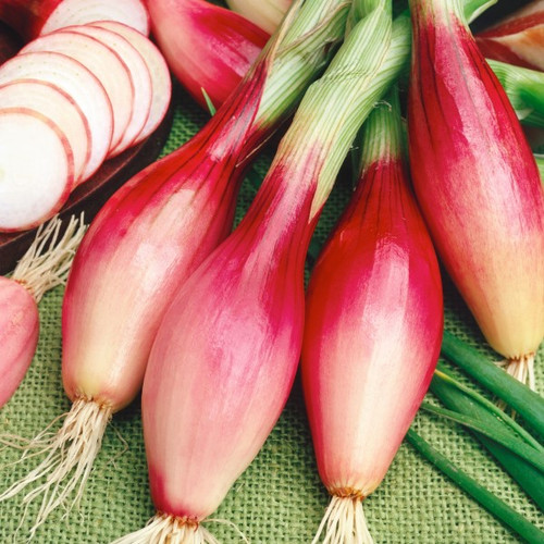 Red Torpedo Onion