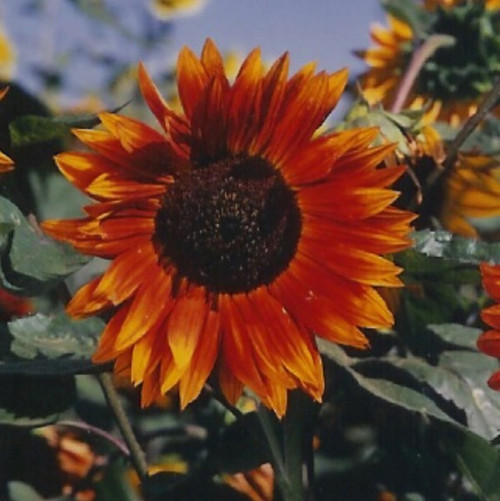 Autumn Beauty Sunflower