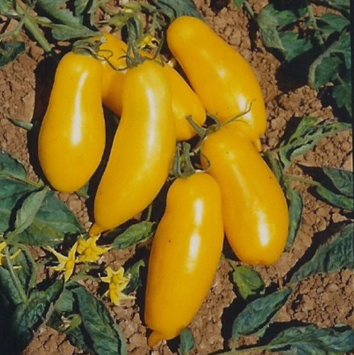 Banana Legs Tomato