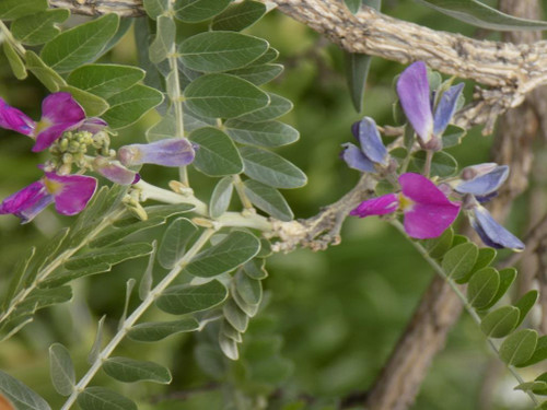 Cork Bush