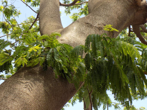 Large Leaved False Thorn