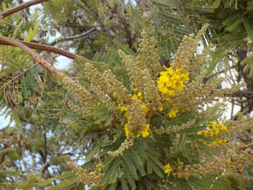 Weeping Wattle / African Wattle