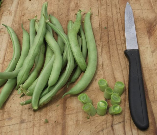 Tendergreen Bush Beans