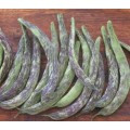 Albenga Bush Beans