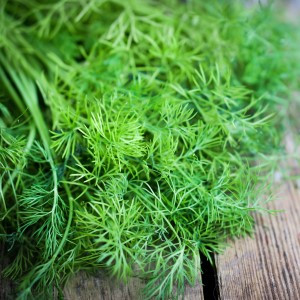 Dill Bouquet