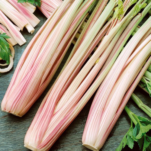 Peppermint Stick Celery