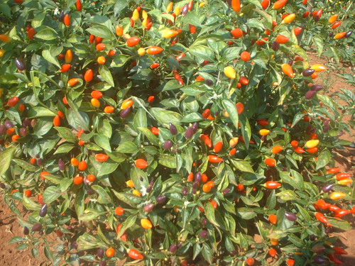 NuMex Twilight Chilli