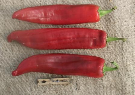 NuMex Big Jim