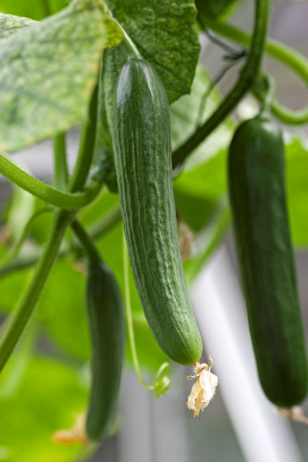 Beit Alpha Cucumber