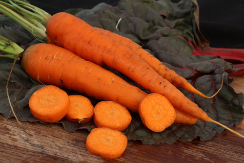 Kuroda Long Carrot
