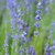 English Lavender