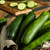 Marketmore Cucumber
