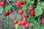 Michael's Sundew Pepper