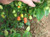 Rodo Chilli