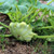 Bennings Green Tint Scallop Squash