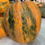 Lady Godiva Pumpkin