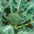 Waltham Broccoli