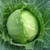 Early Round Dutch Cabbage