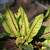 Red Vein Sorrel