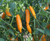 Aji Criolla Sella