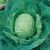Green Express Cabbage